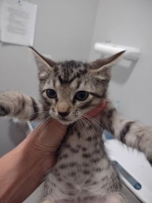 Duffy, Baby Male Domestic Short Hair