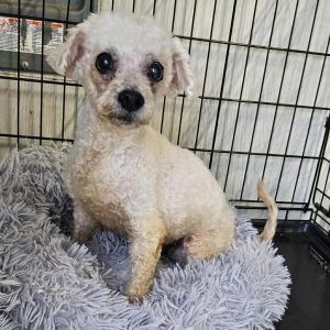 Fredericka, Senior Female Bichon Frise