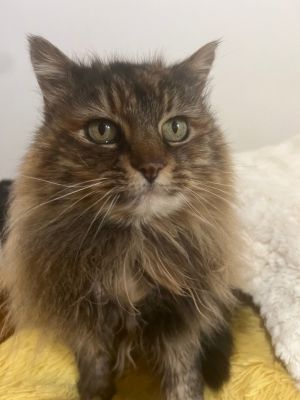 Say hello to Queen an absolutely charming tortie whos ready to fill your home with SO MUCH love Q