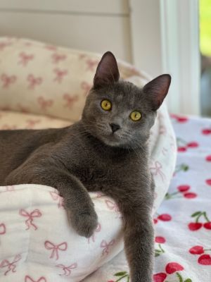 Introducing Gigi a spirited young adult cat bursting with personality Shes over-the-top gregariou