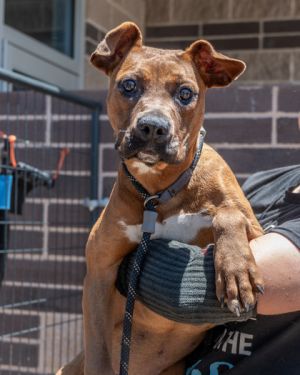 At just 6 months old Manara should be full of puppy curiosity-but shelter life has her frozen in fe