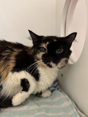 Penny, Adult Female Domestic Short Hair