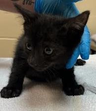 Sebastian, Baby Male Domestic Short Hair