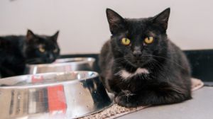 Wren, Adult Female Domestic Short Hair