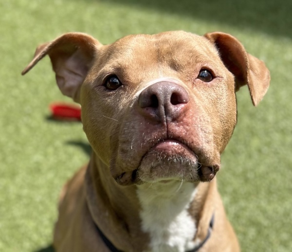 Zeus - In Foster