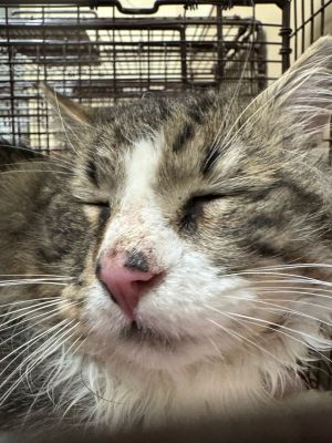 Primary Color Brown Tabby Secondary Color White Weight 11lbs Animal has been Neutered