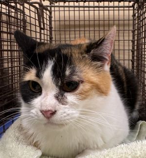 Primary Color Calico Weight 66lbs Animal has been Spayed