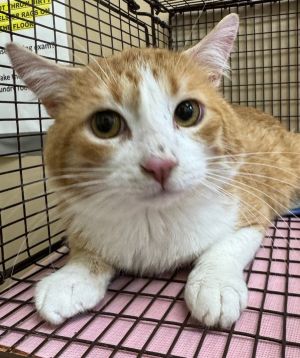 Primary Color Orange Tabby Secondary Color White Weight 85lbs Animal has been Neutered