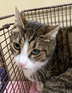 Primary Color Brown Tabby Secondary Color White Weight 94lbs Animal has been Neutered