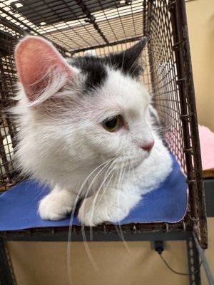 Primary Color White Secondary Color Black Weight 92lbs Animal has been Neutered