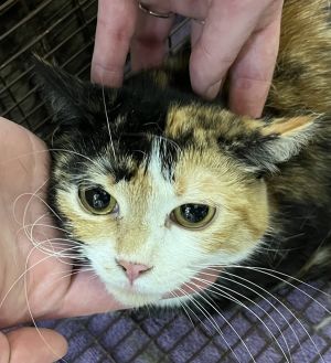 Primary Color Tortoiseshell Weight 72lbs Animal has been Spayed