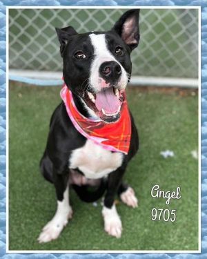 Primary Color Black Secondary Color White Weight 53lbs Age 3yrs 1mths 1wks Animal has been Spaye