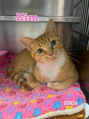 Meet Kim - a stunning orange and white beauty named after the talented Lady Vols coach Sweet and af