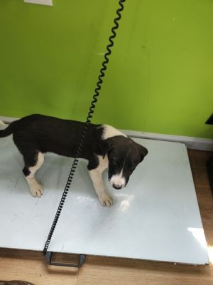 Gilbert, Baby Male Pit Bull Terrier