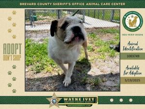 Gucci, Senior Male Mixed Breed