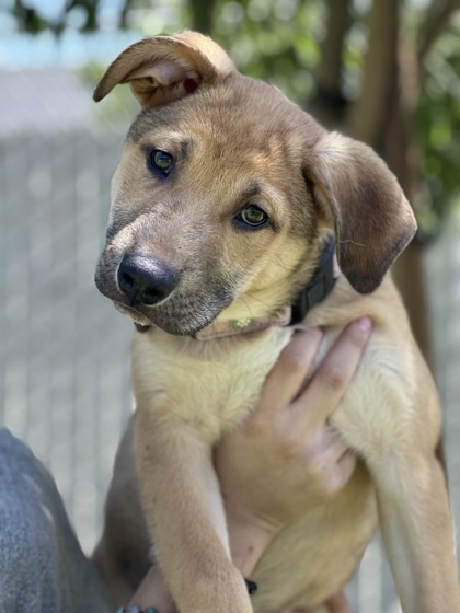Axle