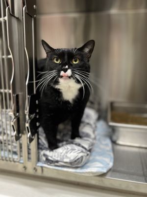 Princess Leia, Adult Female Domestic Short Hair