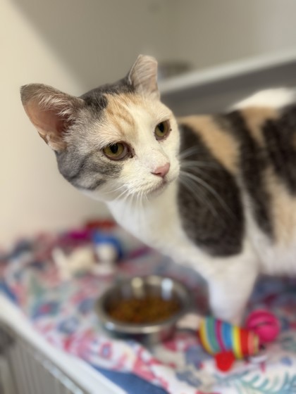 Emma, an adoptable Domestic Short Hair in Harbor Springs, MI, 49740 | Photo Image 1