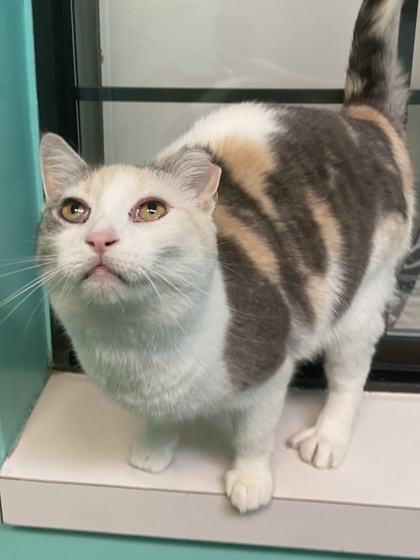 Emma, an adoptable Domestic Short Hair in Harbor Springs, MI, 49740 | Photo Image 2