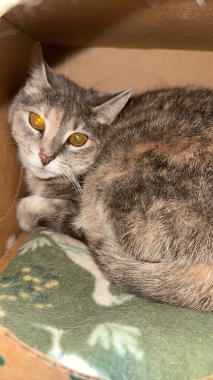 Karlee, an adoptable Domestic Short Hair in Harbor Springs, MI, 49740 | Photo Image 1
