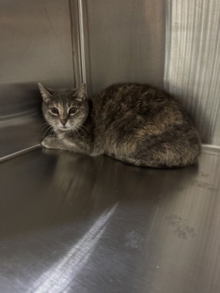 Karlee, an adoptable Domestic Short Hair in Harbor Springs, MI, 49740 | Photo Image 2