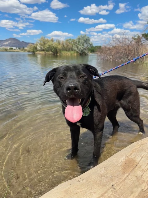 Nacho, an adoptable Black Labrador Retriever in Grand Junction, CO, 81503 | Photo Image 1
