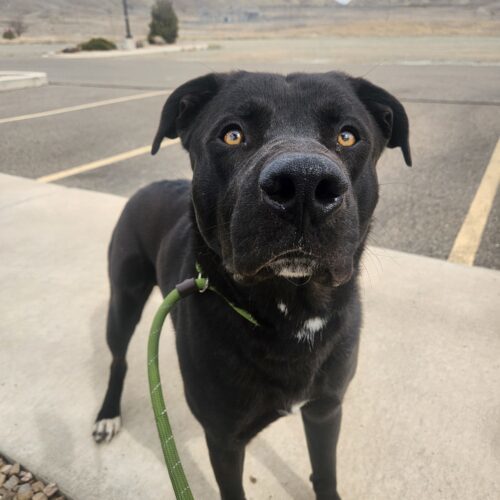 Nacho, an adoptable Black Labrador Retriever in Grand Junction, CO, 81503 | Photo Image 2