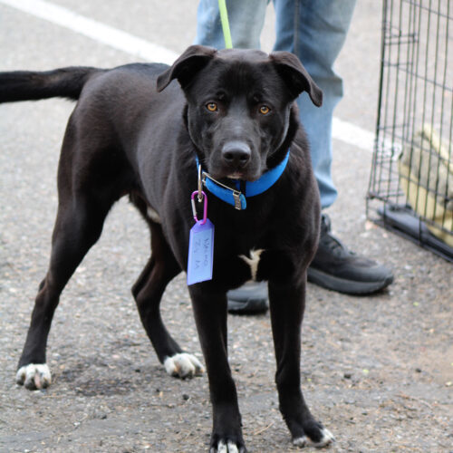 Nacho, an adoptable Black Labrador Retriever in Grand Junction, CO, 81503 | Photo Image 3