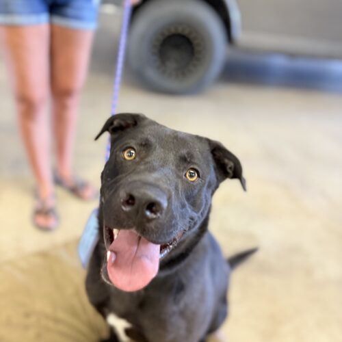 Nacho, an adoptable Black Labrador Retriever in Grand Junction, CO, 81503 | Photo Image 4