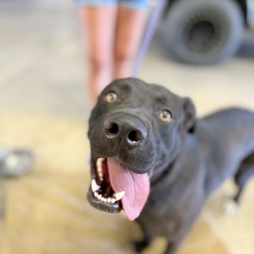 Nacho, an adoptable Black Labrador Retriever in Grand Junction, CO, 81503 | Photo Image 6