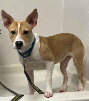 Snacks-In a Foster Home