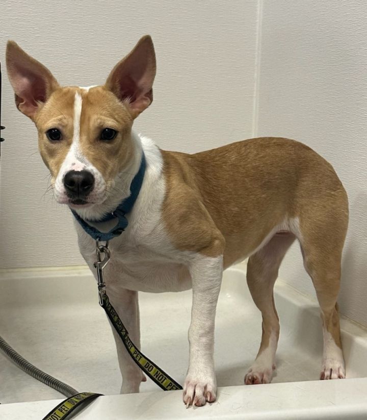 Snacks-In a Foster Home 1