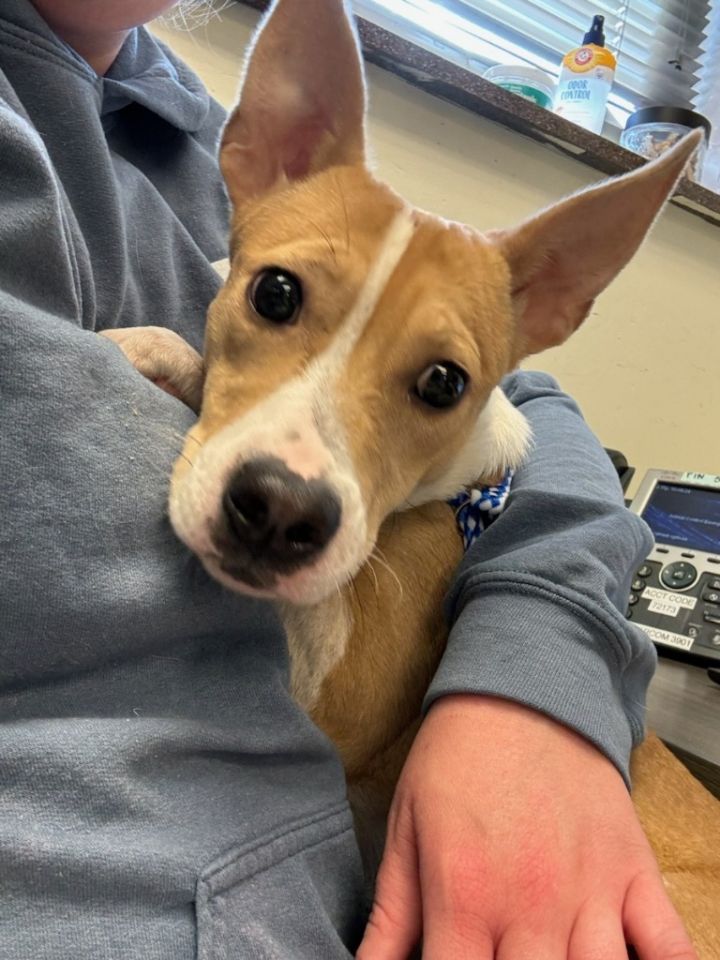 Snacks-In a Foster Home 2