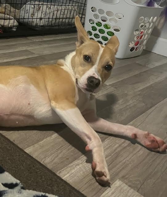 Snacks-In a Foster Home 4