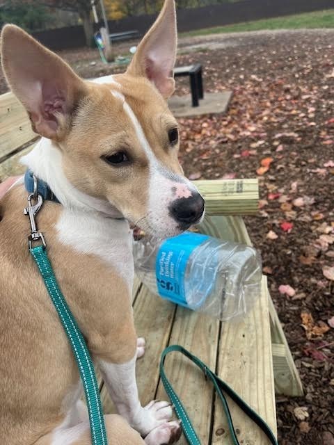 Snacks-In a Foster Home 5