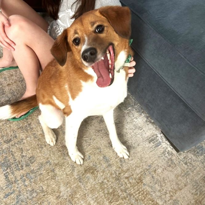 Benji