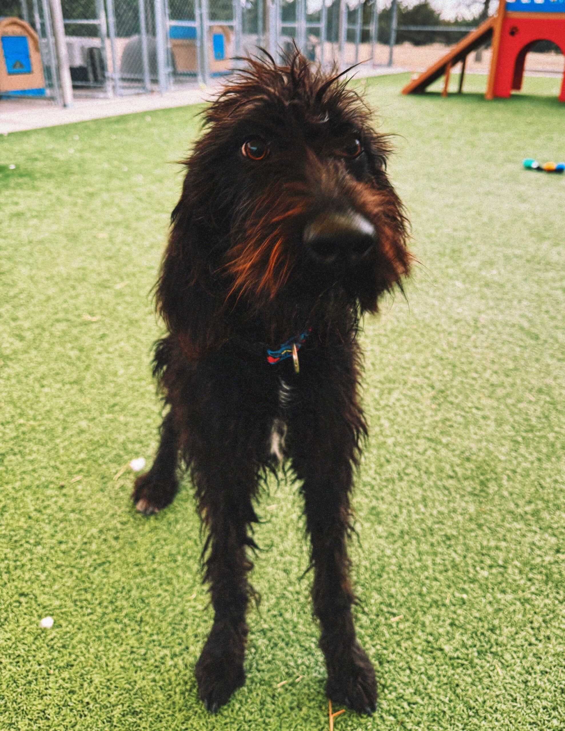 Bella, an adoptable Standard Poodle, Coonhound in Hays, KS, 67601 | Photo Image 1