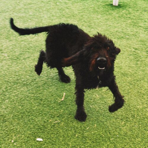 Bella, an adoptable Standard Poodle, Coonhound in Hays, KS, 67601 | Photo Image 2