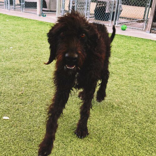 Bella, an adoptable Standard Poodle, Coonhound in Hays, KS, 67601 | Photo Image 3