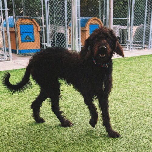 Bella, an adoptable Standard Poodle, Coonhound in Hays, KS, 67601 | Photo Image 4