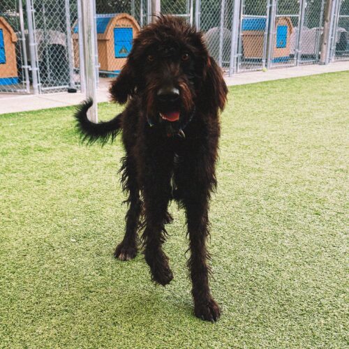 Bella, an adoptable Standard Poodle, Coonhound in Hays, KS, 67601 | Photo Image 5