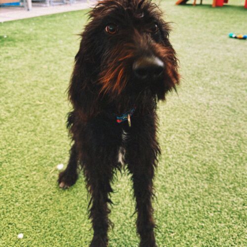 Bella, an adoptable Standard Poodle, Coonhound in Hays, KS, 67601 | Photo Image 6