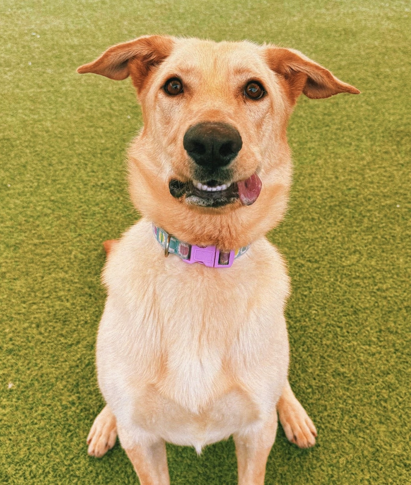 Kelce, an adoptable Yellow Labrador Retriever, German Shepherd Dog in Hays, KS, 67601 | Photo Image 1