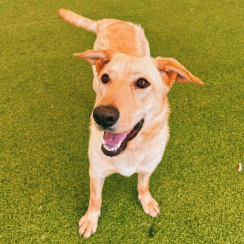 Kelce, an adoptable Yellow Labrador Retriever, German Shepherd Dog in Hays, KS, 67601 | Photo Image 2