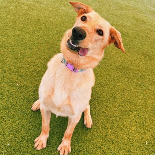 Kelce, an adoptable Yellow Labrador Retriever, German Shepherd Dog in Hays, KS, 67601 | Photo Image 3
