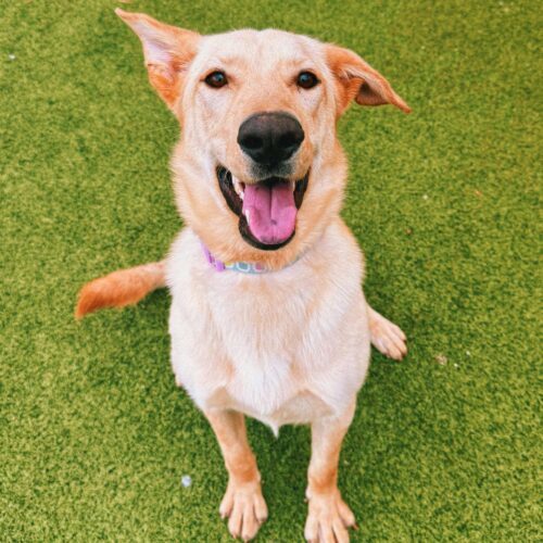 Kelce, an adoptable Yellow Labrador Retriever, German Shepherd Dog in Hays, KS, 67601 | Photo Image 4