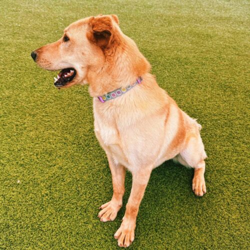 Kelce, an adoptable Yellow Labrador Retriever, German Shepherd Dog in Hays, KS, 67601 | Photo Image 5
