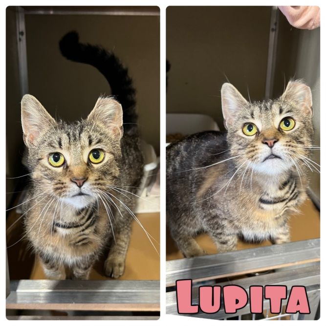 Lupita