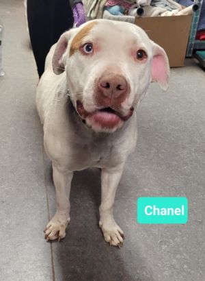 Chanel, Adult Female unknown