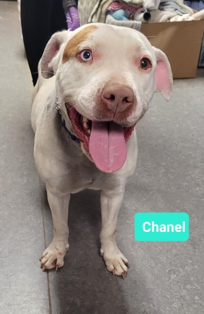 Chanel 2